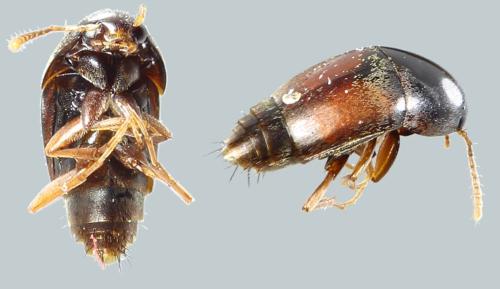 Sepedophilus sp.